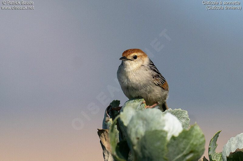 Levaillant's Cisticola