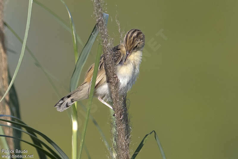 Zitting Cisticola, care, pigmentation