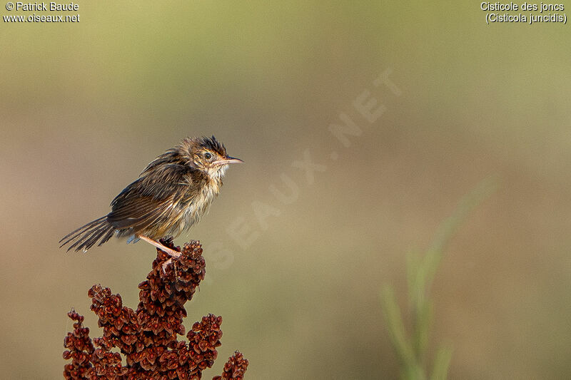 Zitting Cisticola