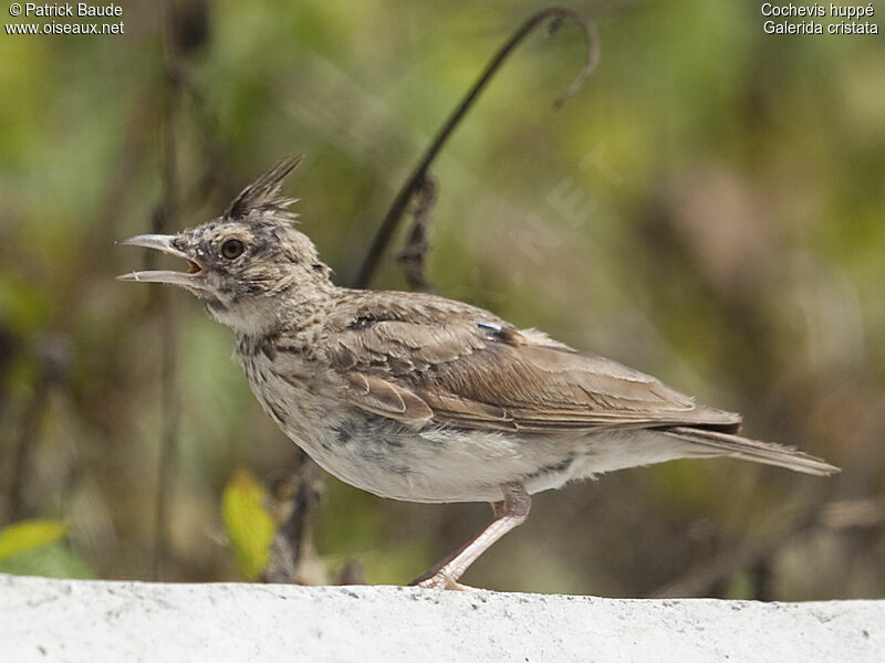 Crested Lark, identification