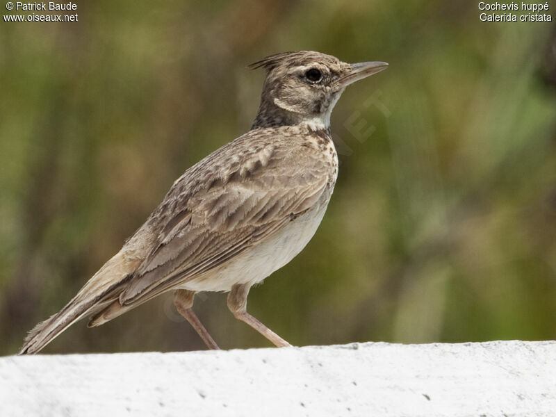 Crested Lark, identification