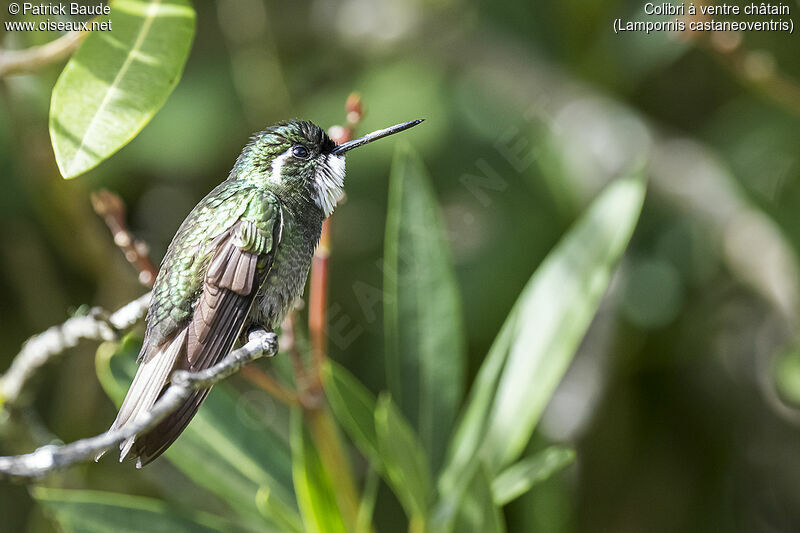 Colibri à ventre châtainadulte