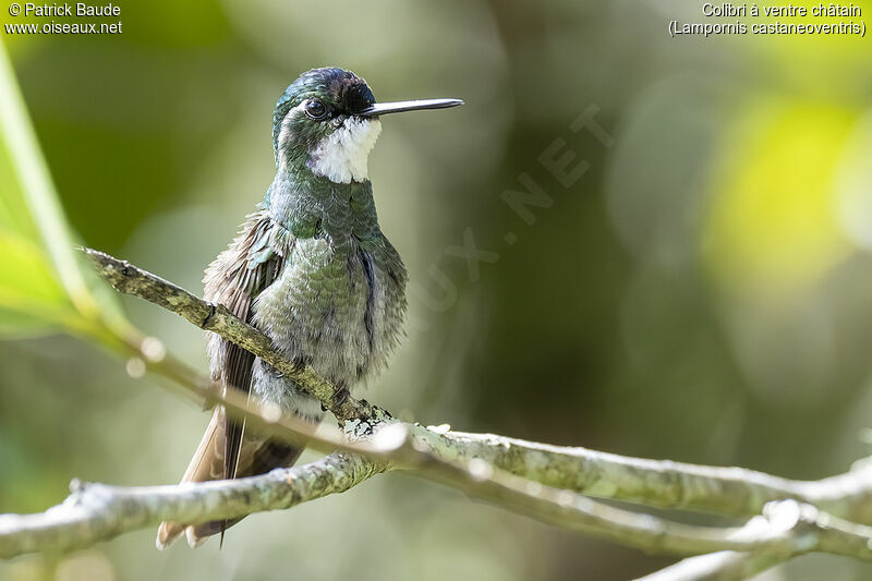 Colibri à ventre châtainadulte