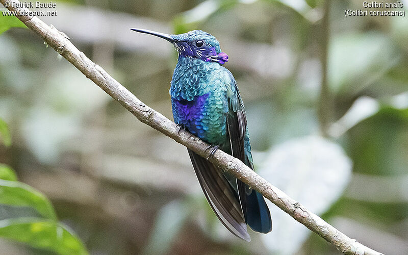 Colibri anaïs mâle adulte