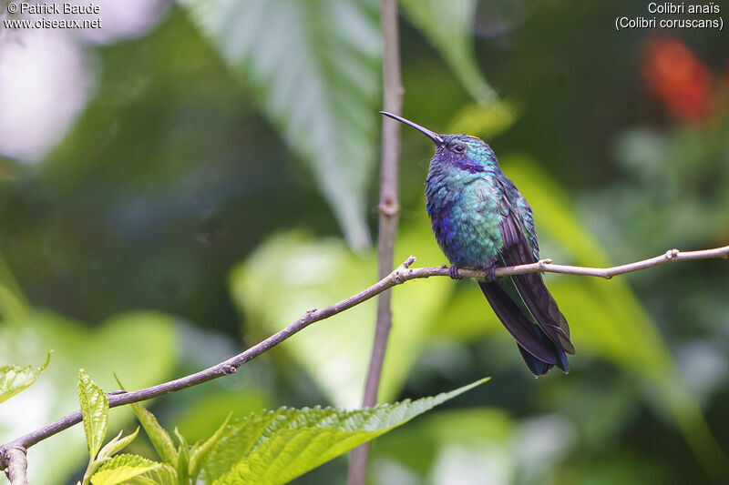 Colibri anaïs