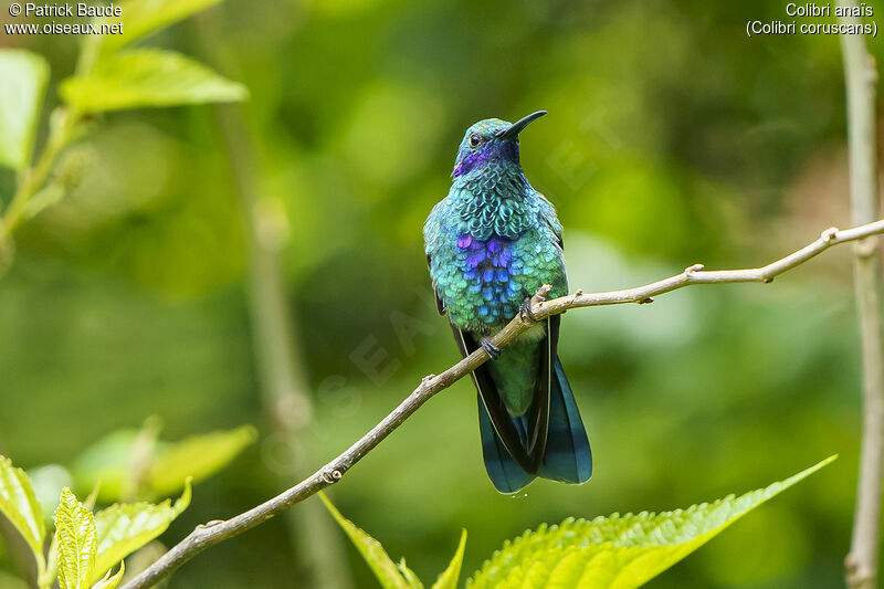 Sparkling Violetear