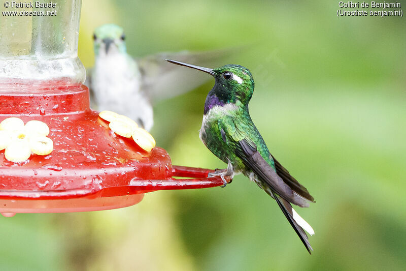 Colibri de Benjaminadulte