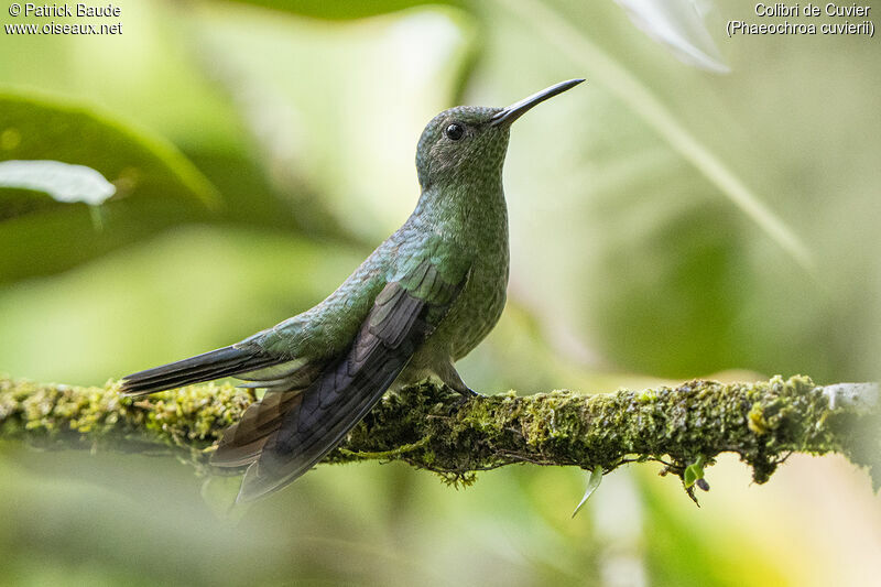 Scaly-breasted Hummingbirdadult