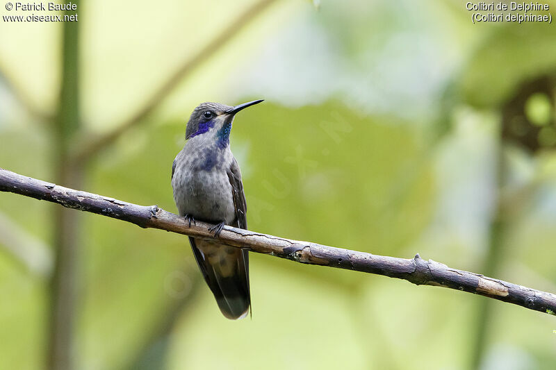 Colibri de Delphineadulte