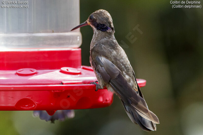 Brown Violetearadult