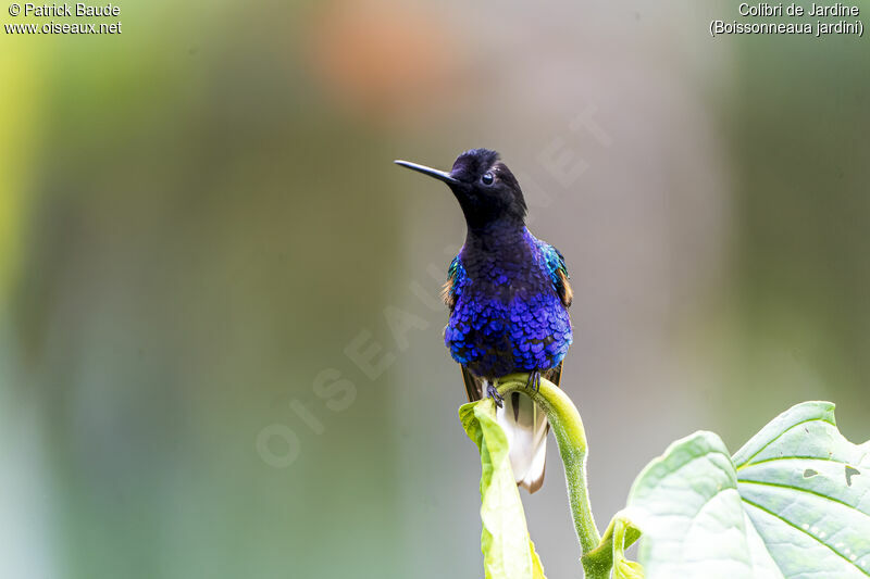 Colibri de Jardineadulte