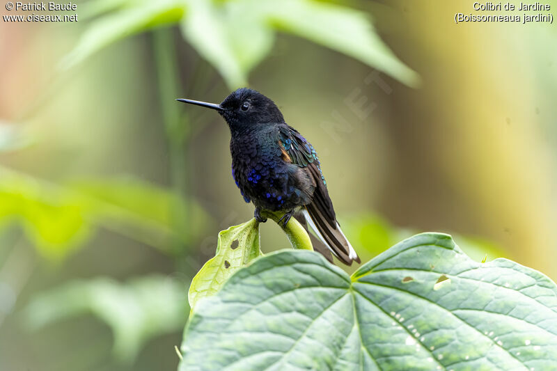 Colibri de Jardineadulte