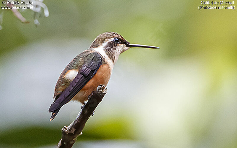 Colibri de Mitchell femelle adulte