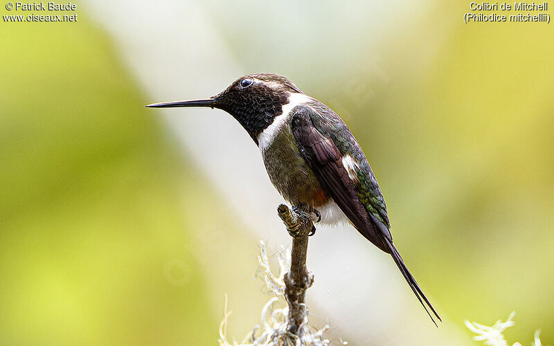 Colibri de Mitchell mâle adulte