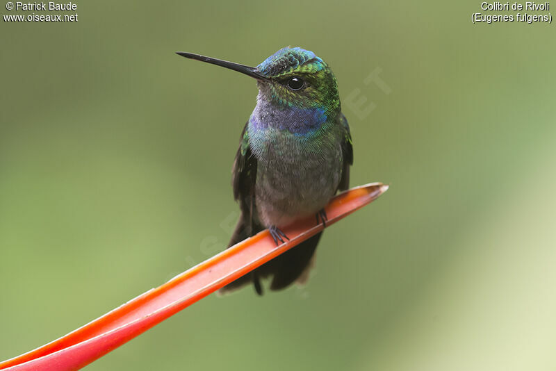 Colibri de Rivoli