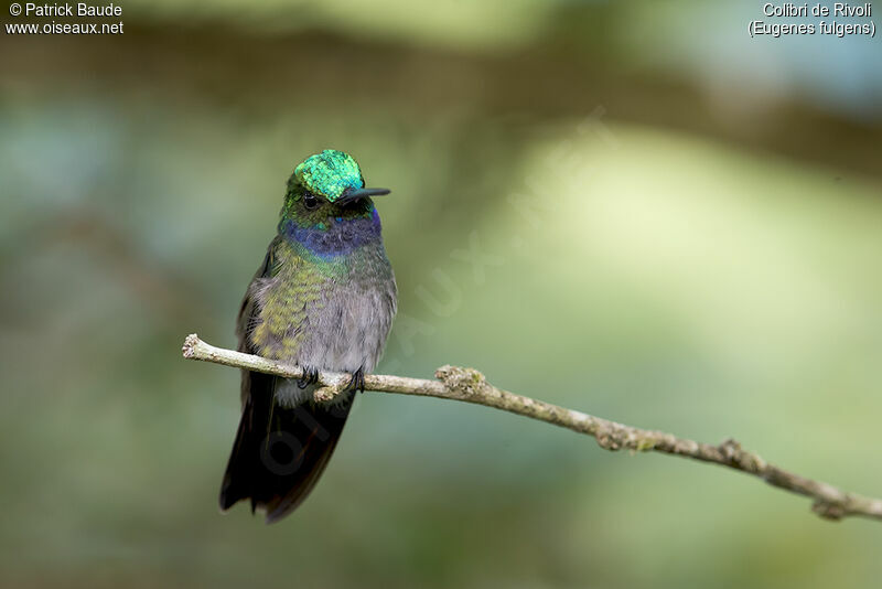 Colibri de Rivoli