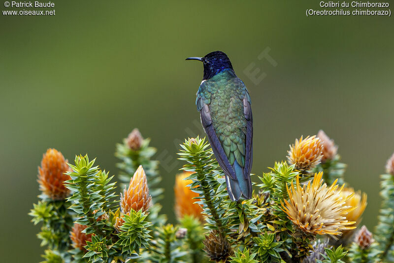 Ecuadorian Hillstar male adult