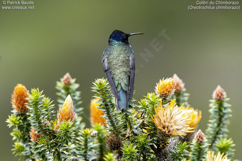 Colibri du Chimborazo mâle adulte