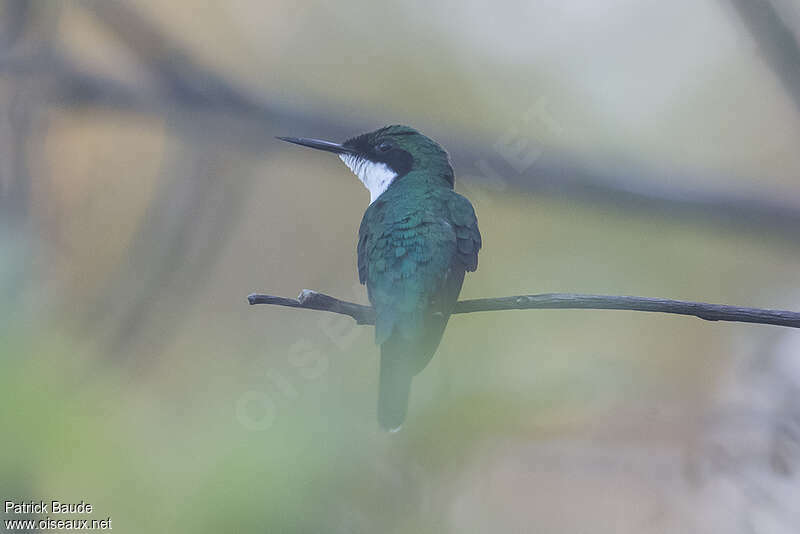 Colibri féériqueadulte, identification