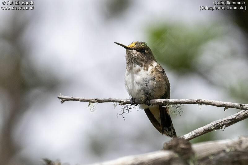 Colibri flammule femelle adulte