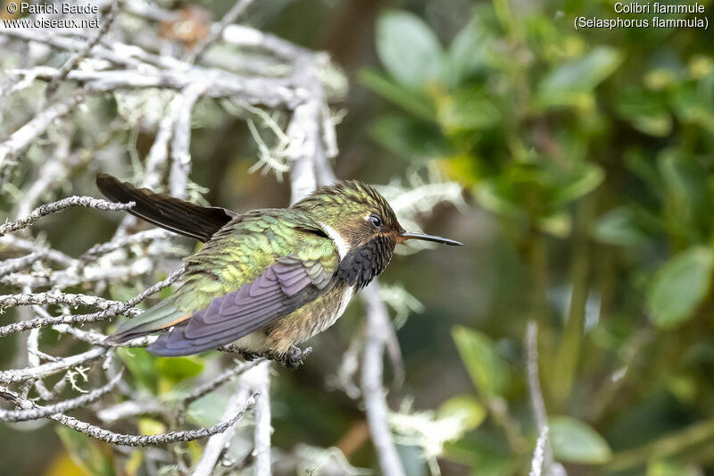 Colibri flammule mâle adulte