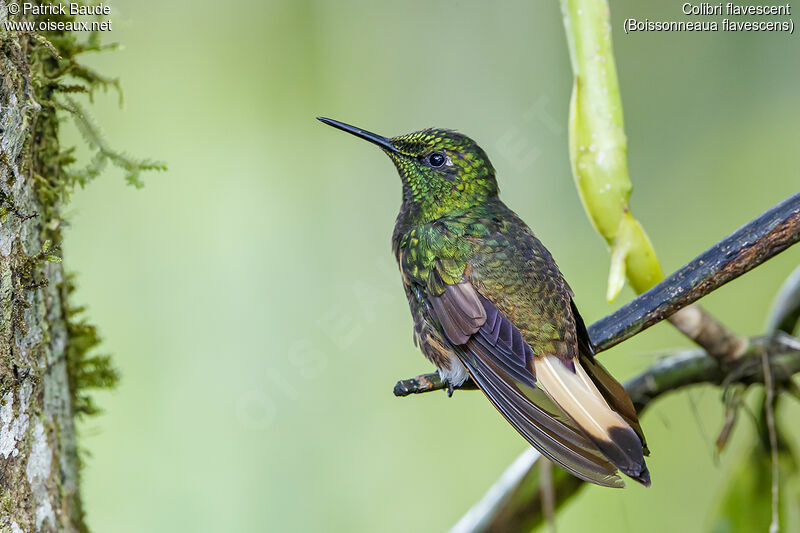 Buff-tailed Coronetadult