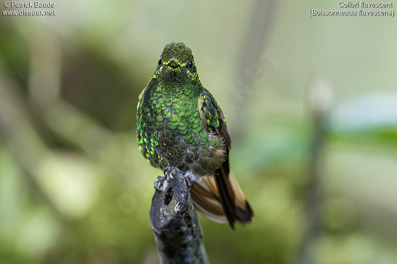 Colibri flavescentadulte