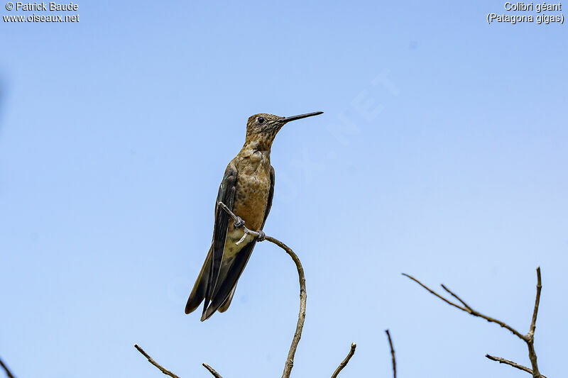 Colibri géant femelle adulte