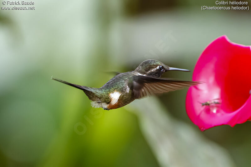 Colibri héliodore