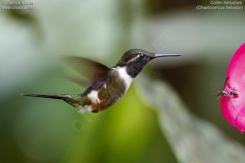 Gorgeted Woodstar male adult