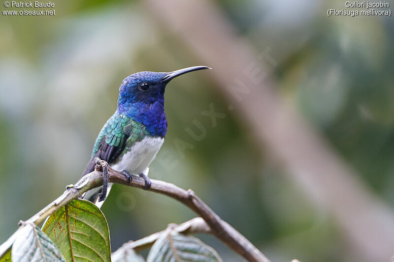 Colibri jacobin mâle adulte