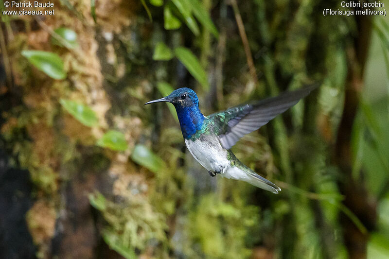 Colibri jacobin mâle adulte