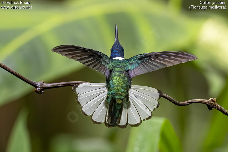 Colibri jacobinadulte