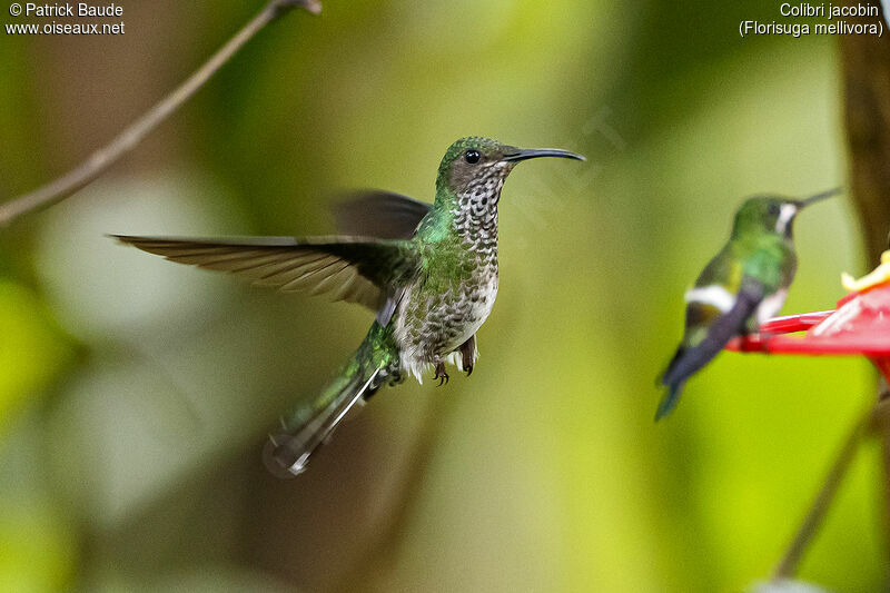 White-necked Jacobin female adult