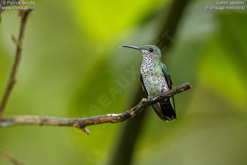 White-necked Jacobin female adult