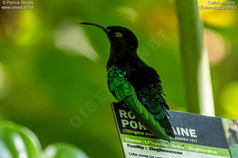 Colibri madère mâle adulte