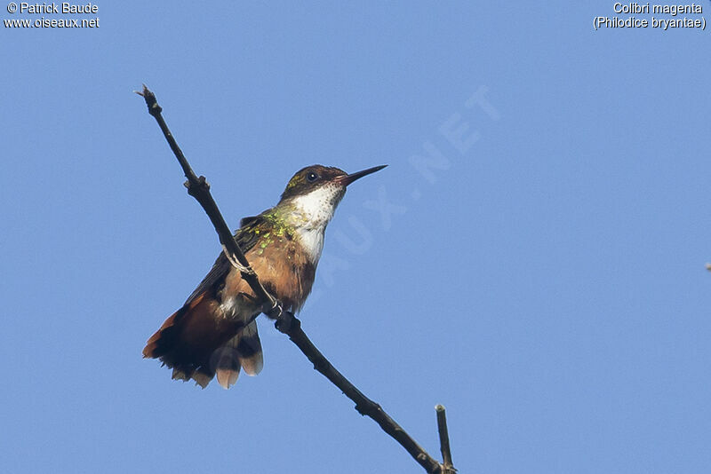 Magenta-throated Woodstar female adult