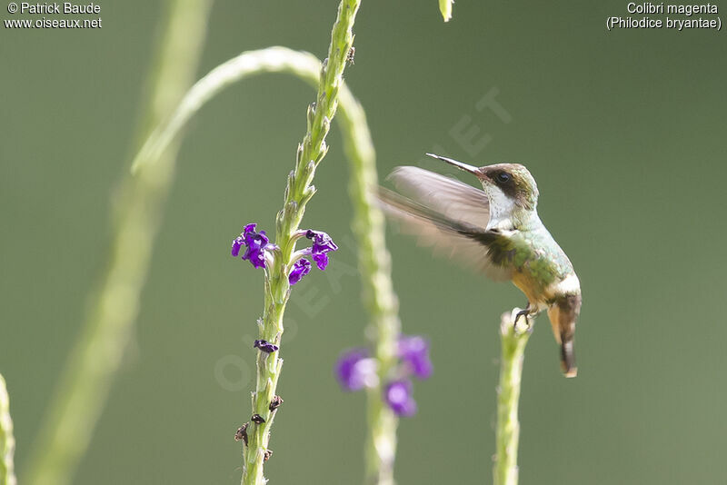 Colibri magenta femelle adulte