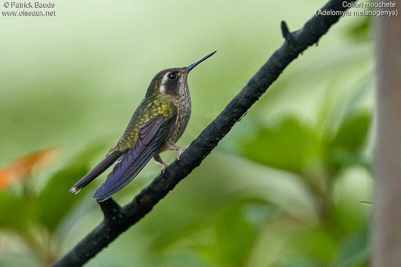 Colibri mouchetéadulte