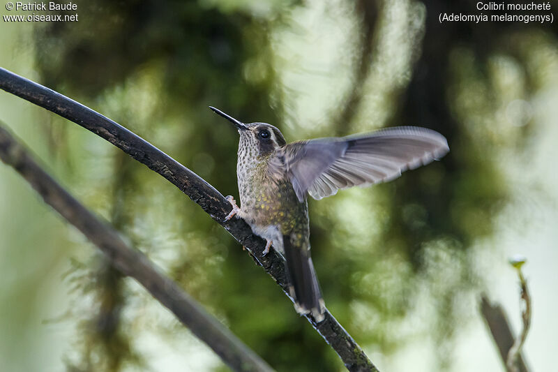 Speckled Hummingbirdadult