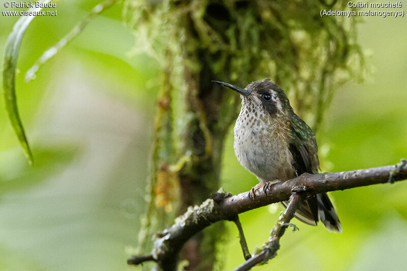 Colibri mouchetéadulte