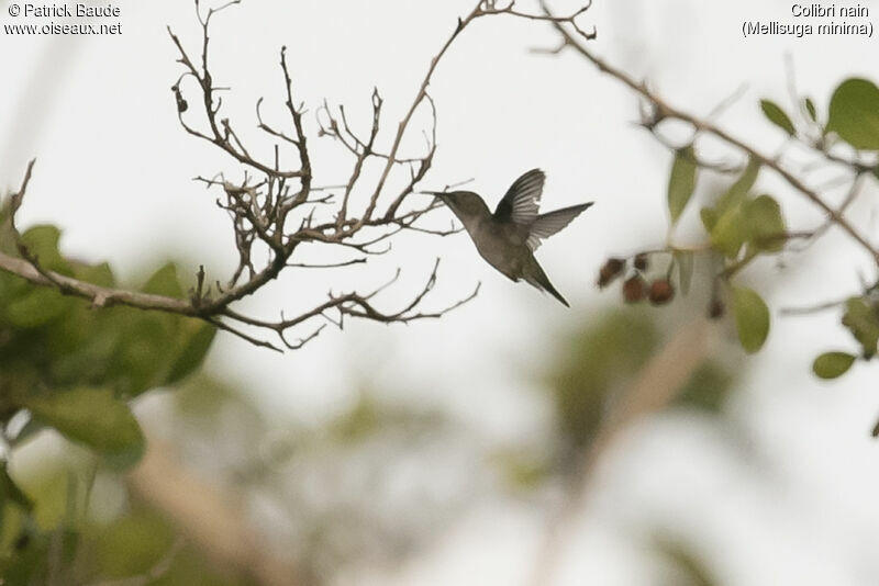 Colibri nainadulte