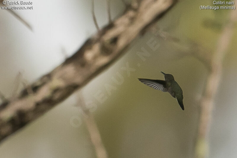 Colibri nainadulte