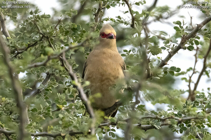 Red-faced Mousebirdadult