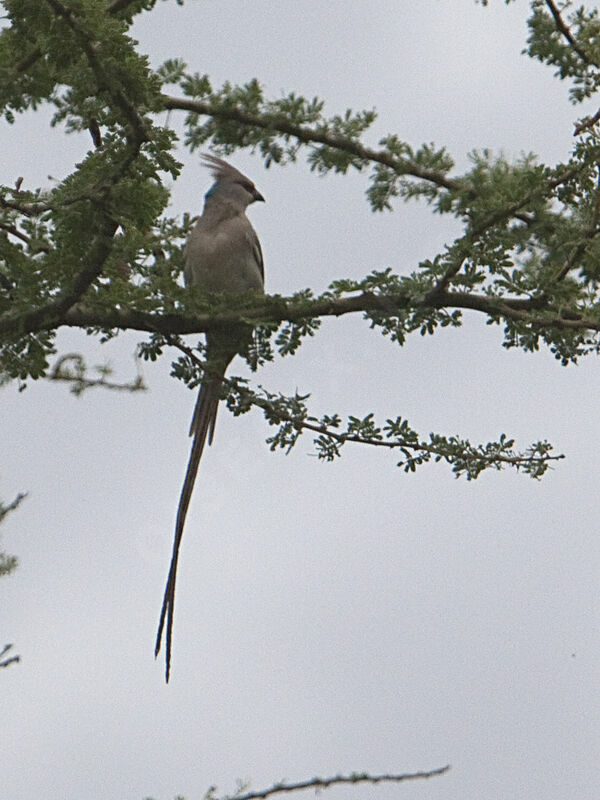 Speckled Mousebird