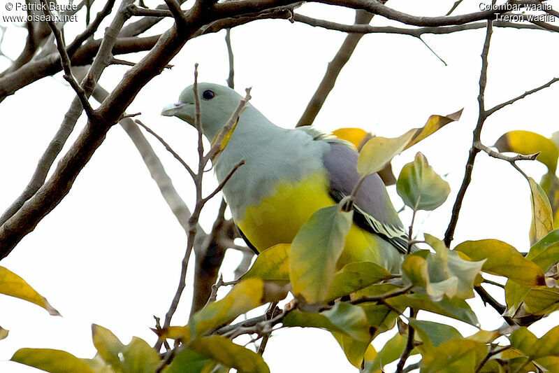 Colombar waalia mâle adulte, identification