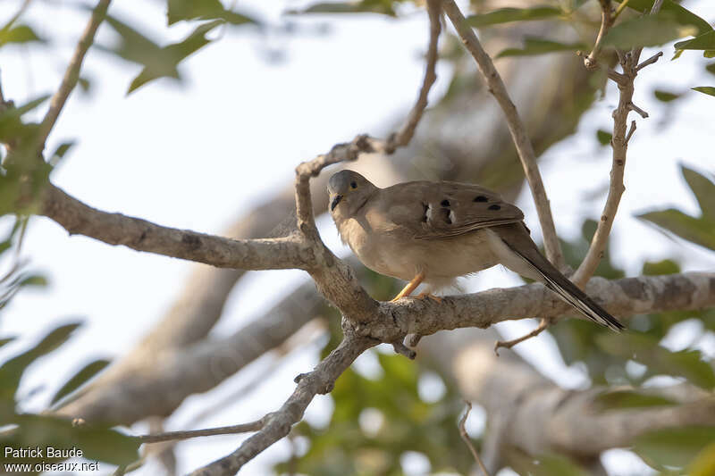 Long-tailed Ground Doveadult, habitat, pigmentation