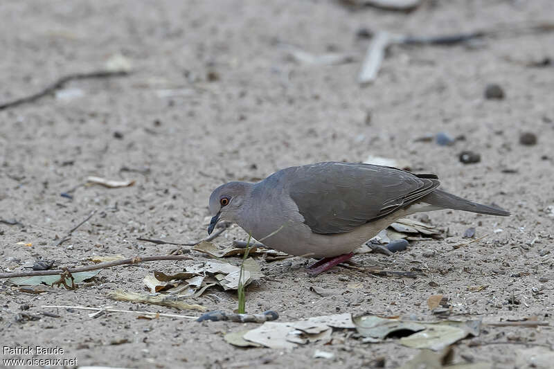 White-tipped Doveadult, fishing/hunting