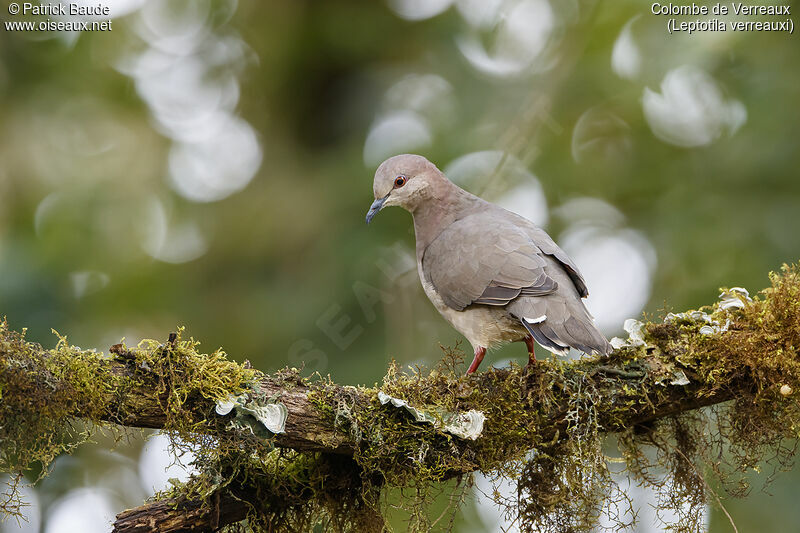 White-tipped Dove