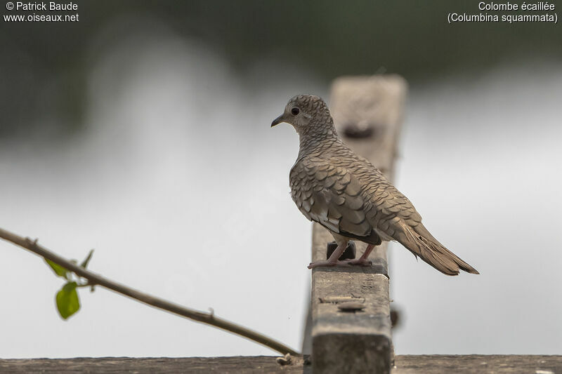 Scaled Doveadult